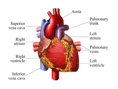 About Your Heart